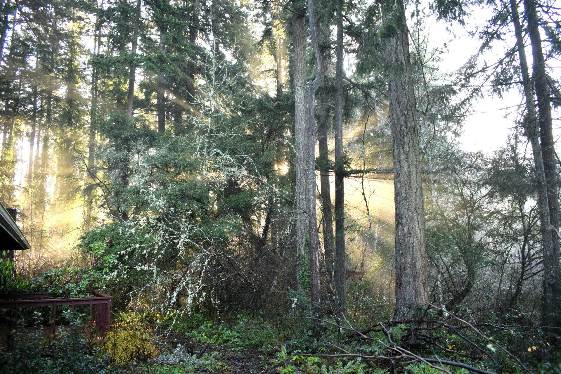 Morning light through a Pacific Northwest evergreen forest